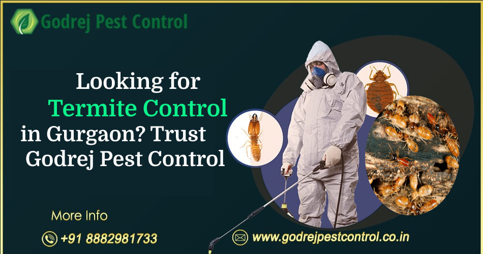 Termite Control Gurgaon